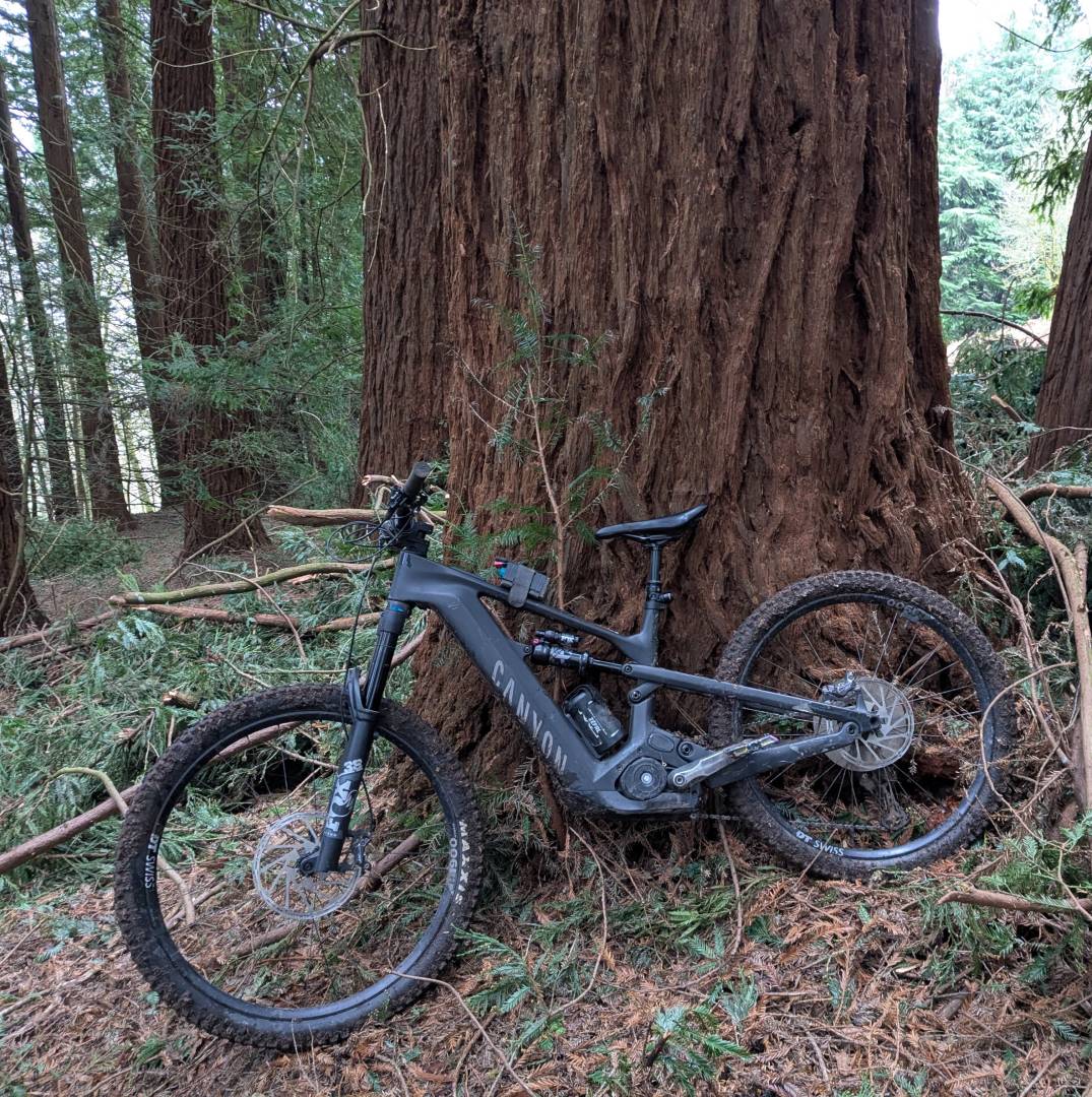 Giant Redwood 03.jpg