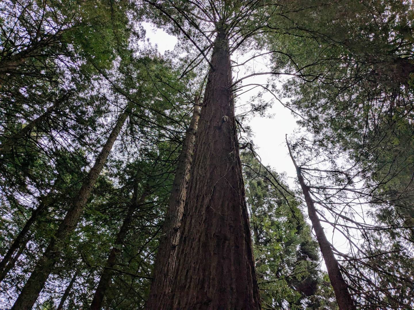 Giant Redwood 02.jpg