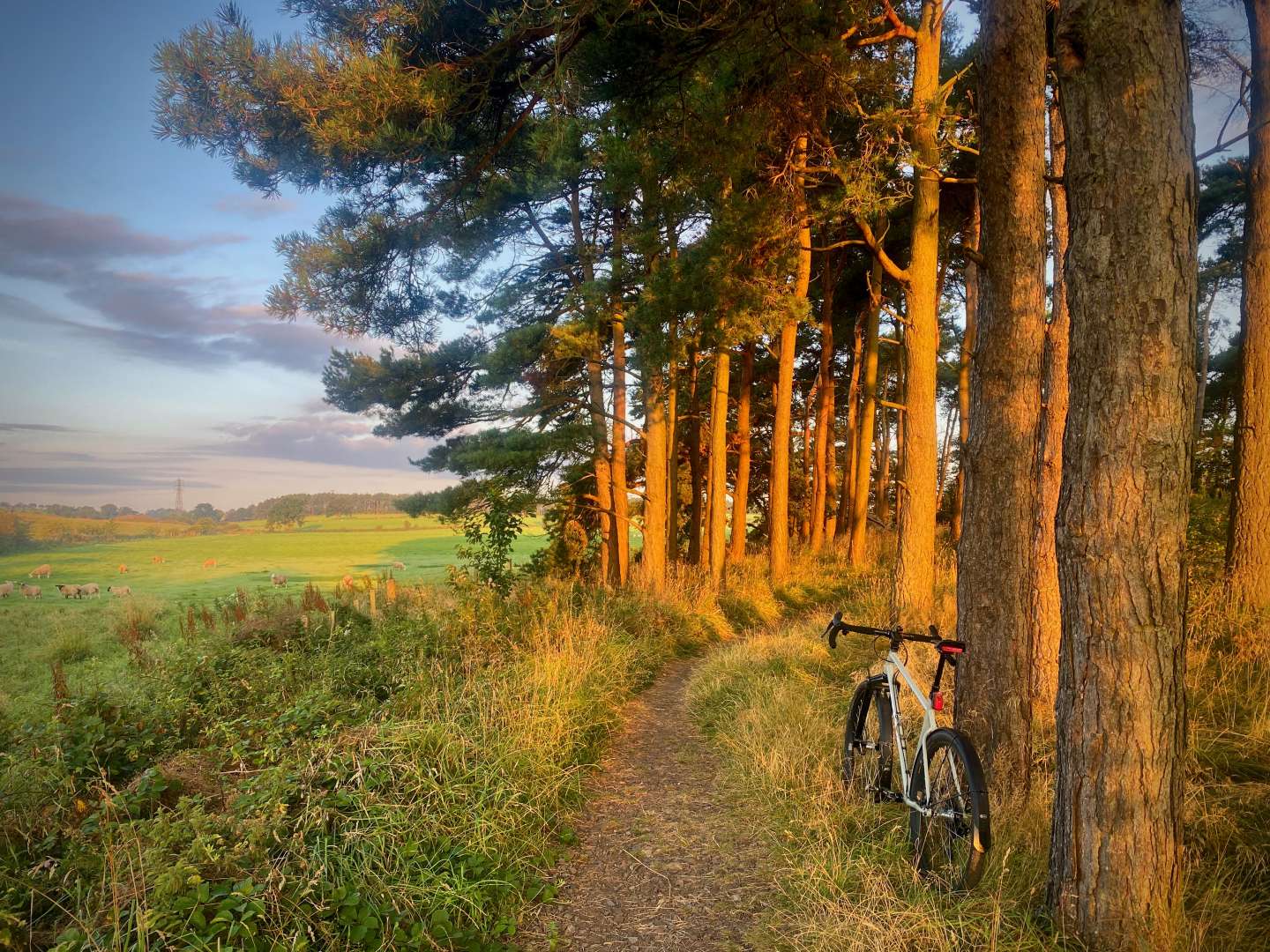 2025-08-25 Callendar Estates Sunrise Cotic Cascade.jpeg