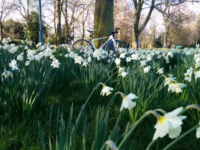 30 Days of Biking Daffodils