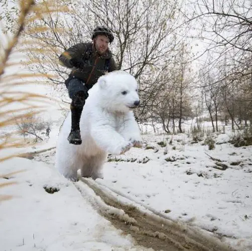 antony snow polar bear photochop