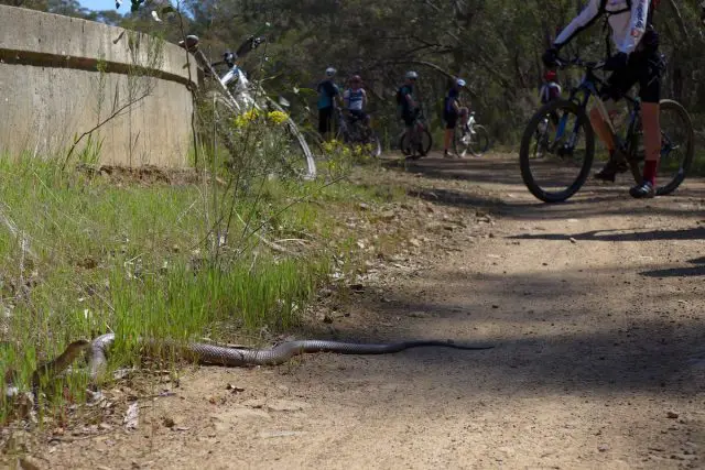 goldfields track australia victoria wil barrett summer snake