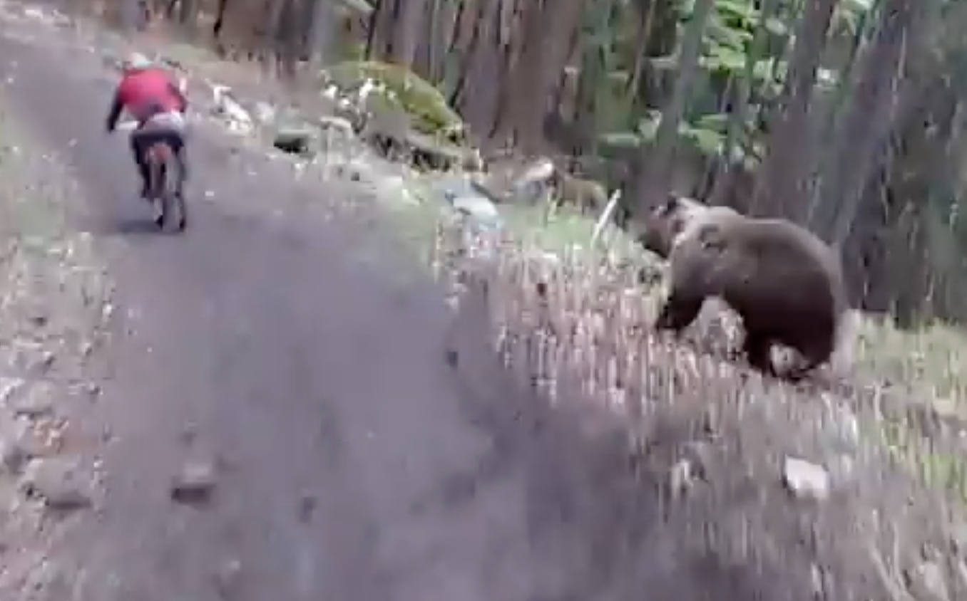 Bear chases mountain bikers