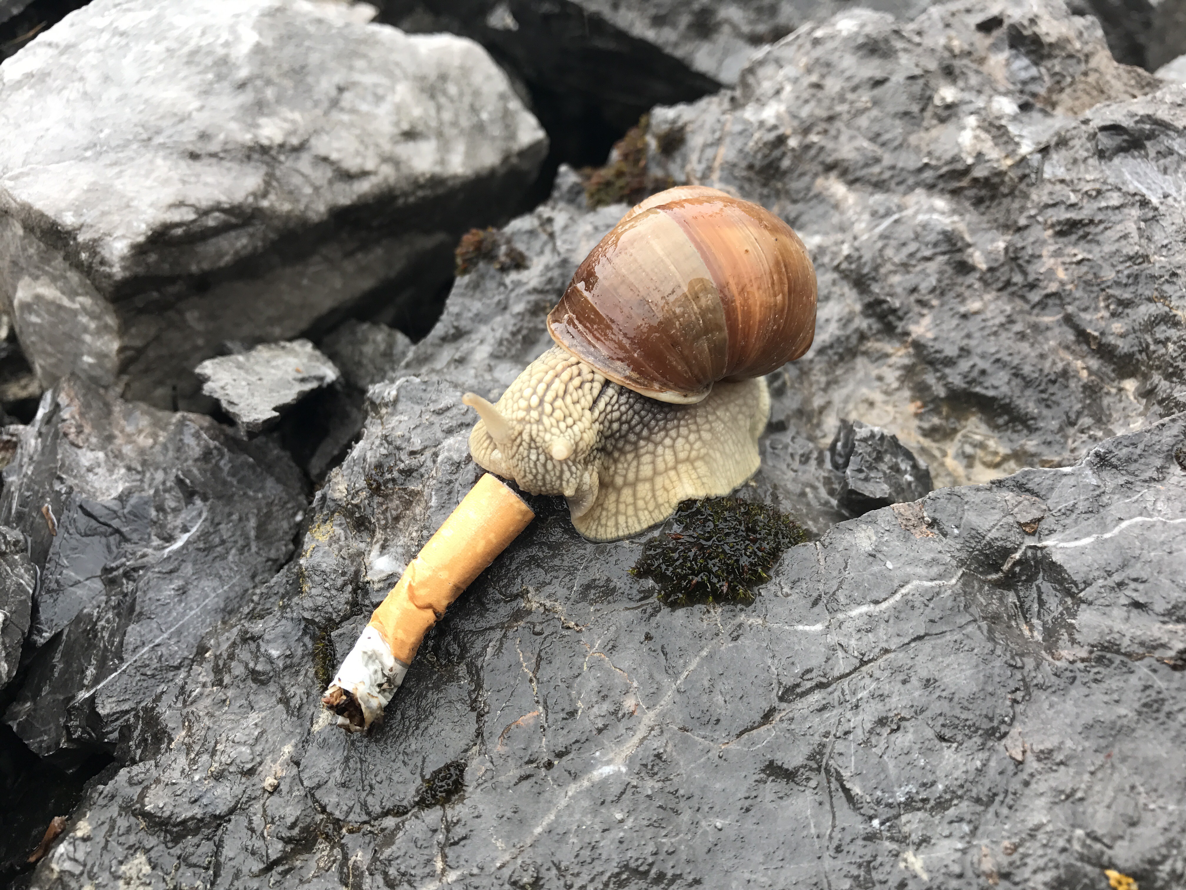 snail cigarette