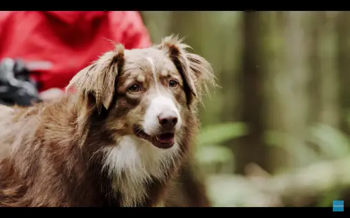 Video: A Dog’s Tale by Shimano