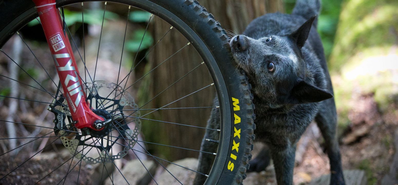 issue 137 cover dog bites tyre singletrack