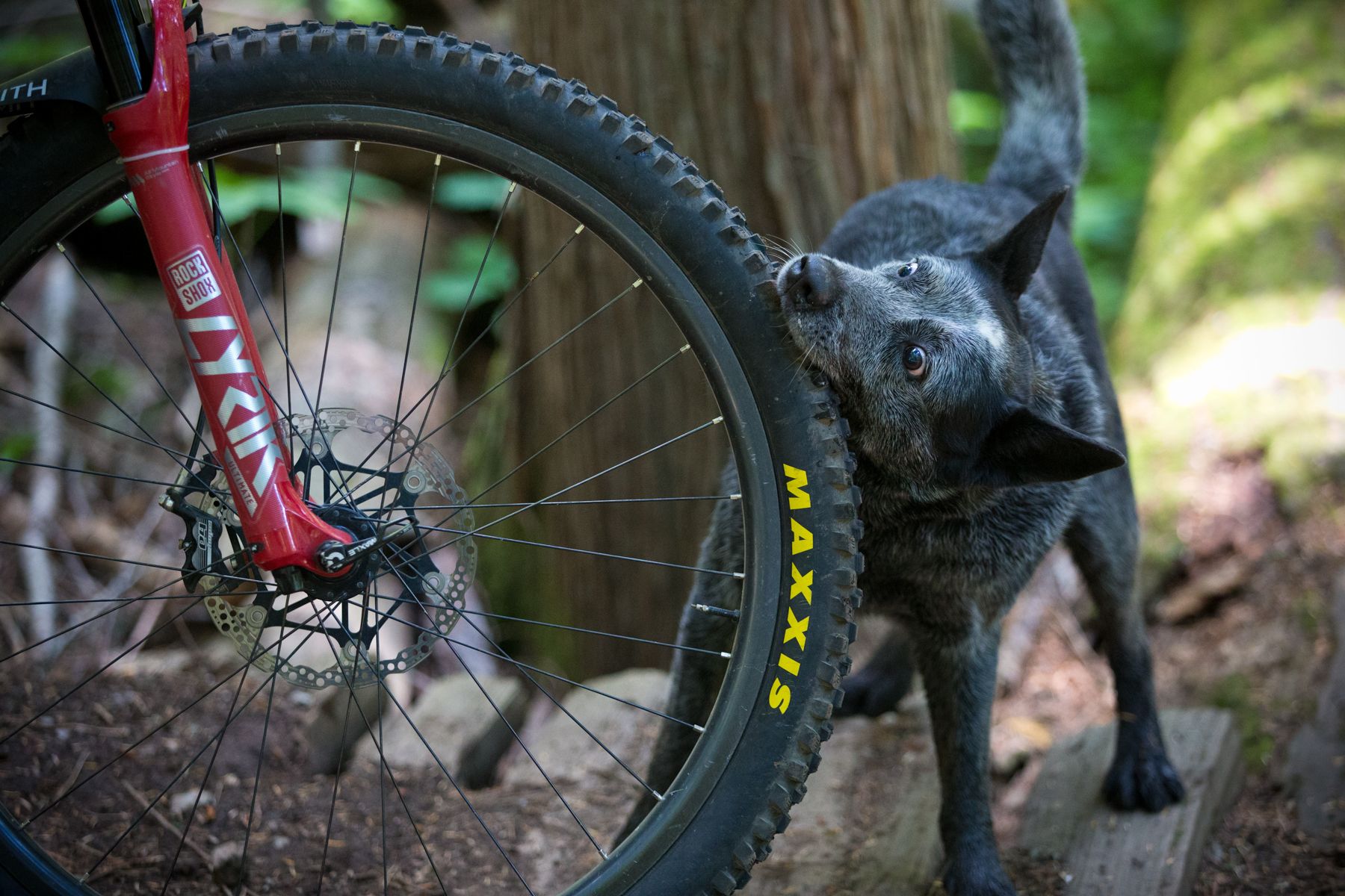 issue 137 cover dog bites tyre singletrack