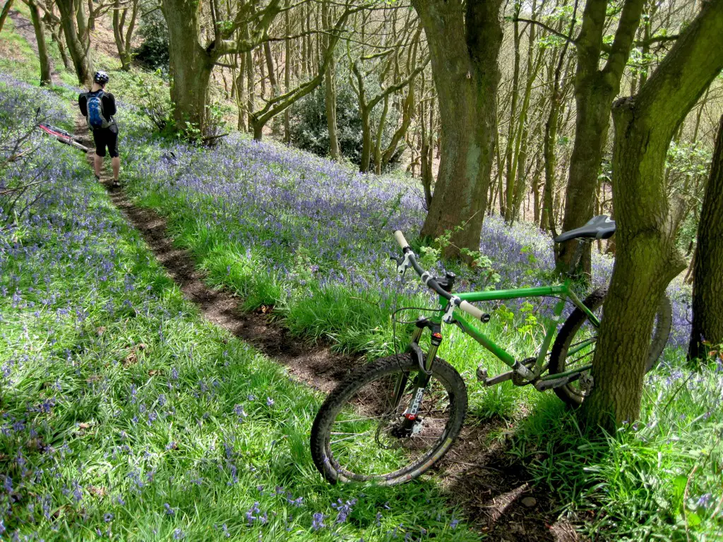 bluebells