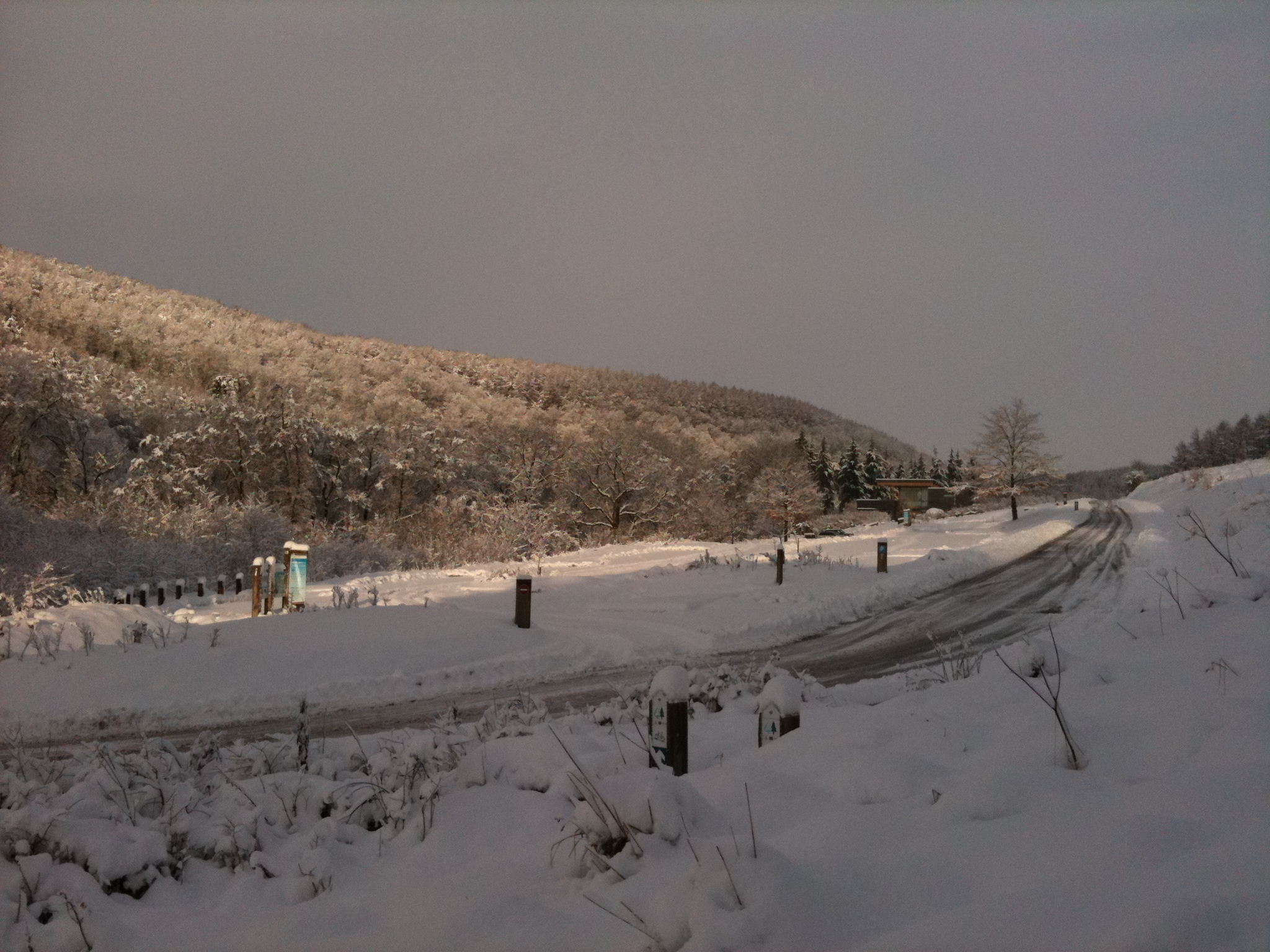 If you go down to the woods today…