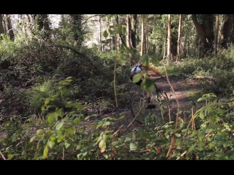 Video: Forest razzin’