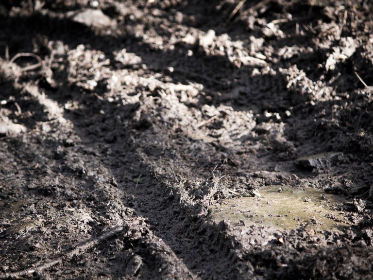 Pickled Hedgehog: “Did you hear something?”