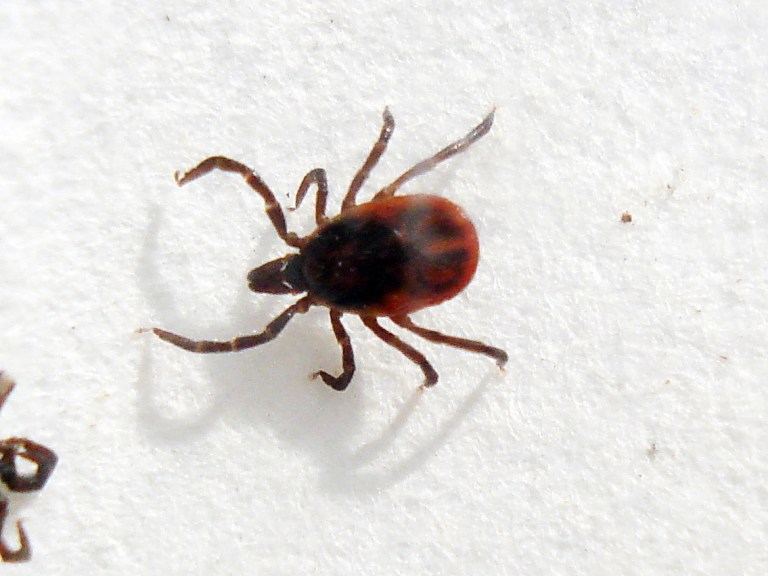 Creepy crawly alert!