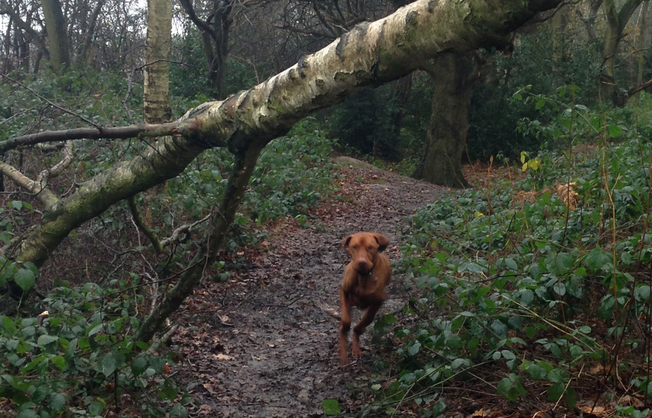 Tuesday Treats – A Winner’s Tale