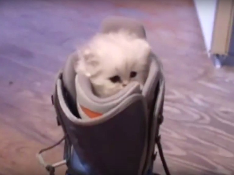 There is No Fresh Goods Friday This Week