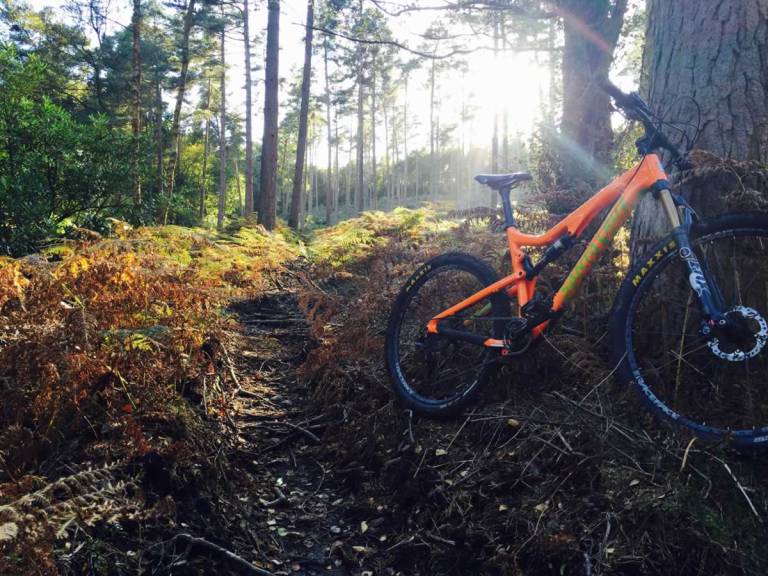 Column: Health, Wellbeing and Forest Bathing