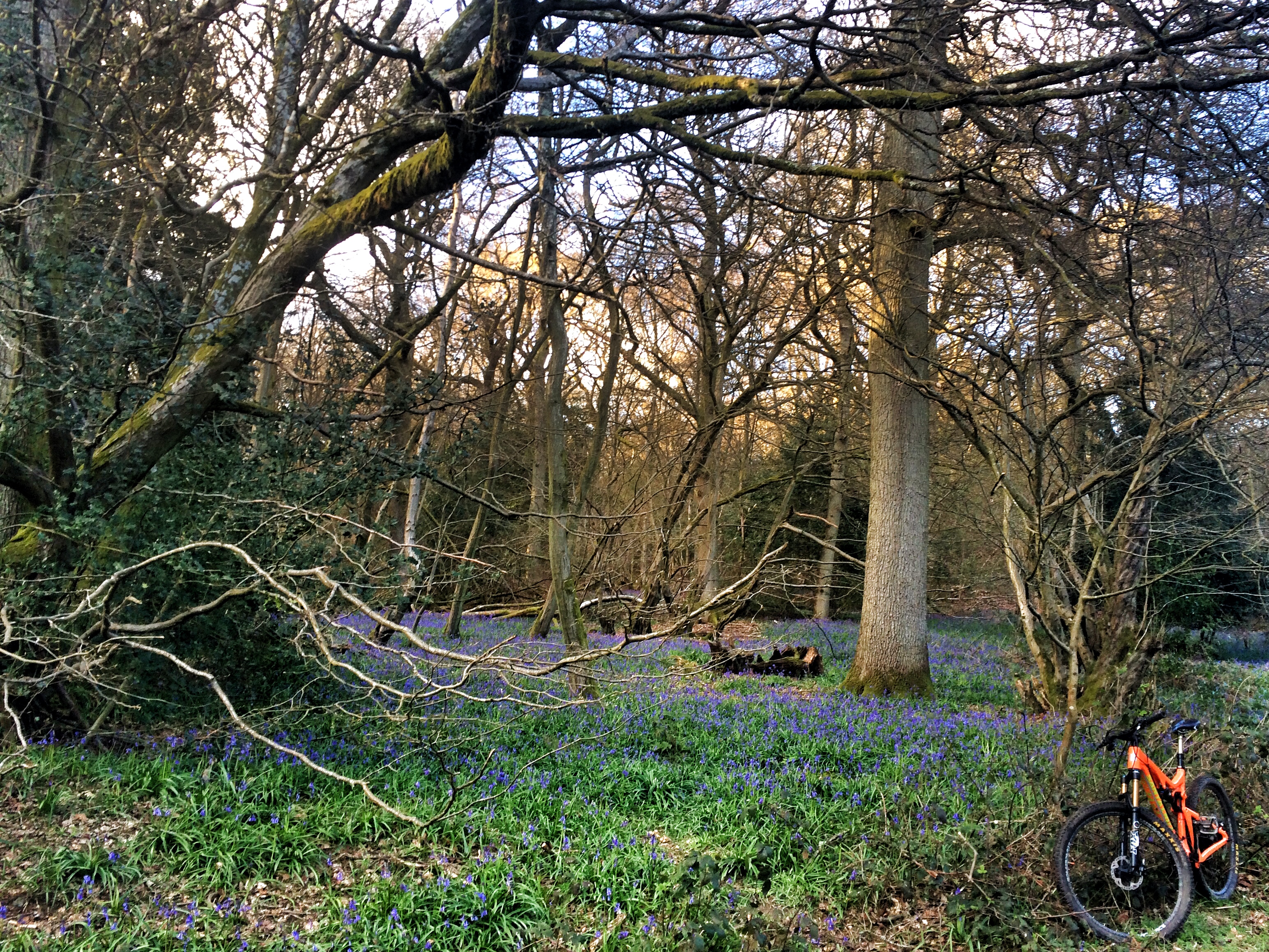 30 Days of Biking Bluebells