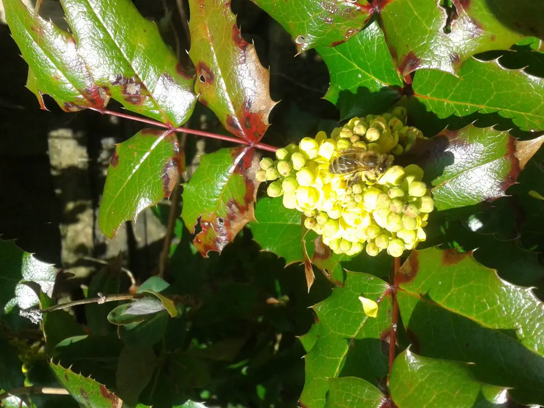 Bee in the sun