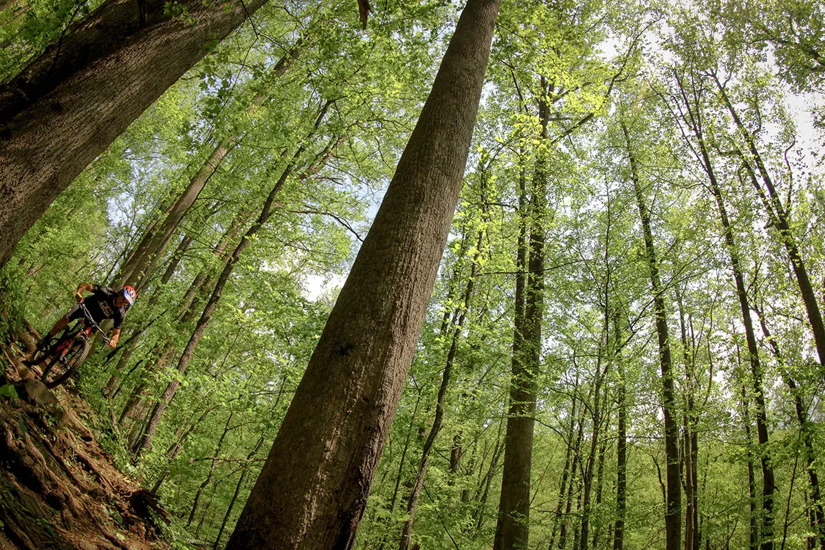 The green that is the American Southeast