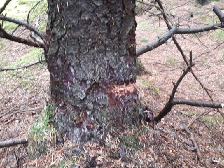 Trail Sabotage Results In Barbed Wire Wrapped Around Rider’s Neck!