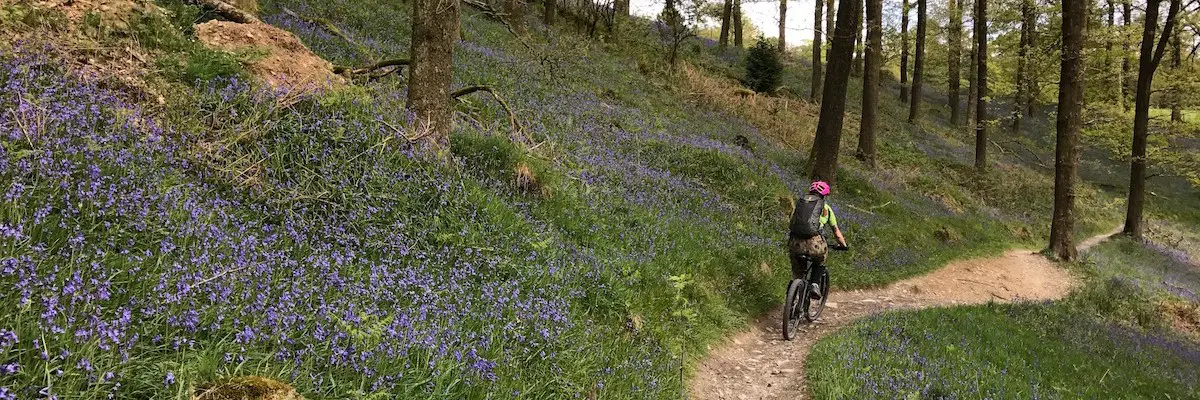 beate spring lake district dry bluebells flowers