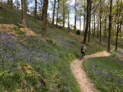 beate spring lake district dry bluebells flowers