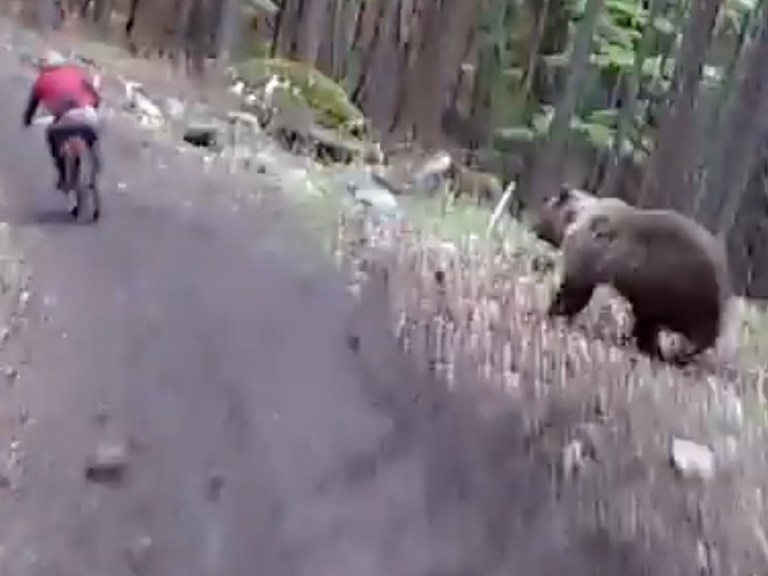 Trail hazards: BEARS