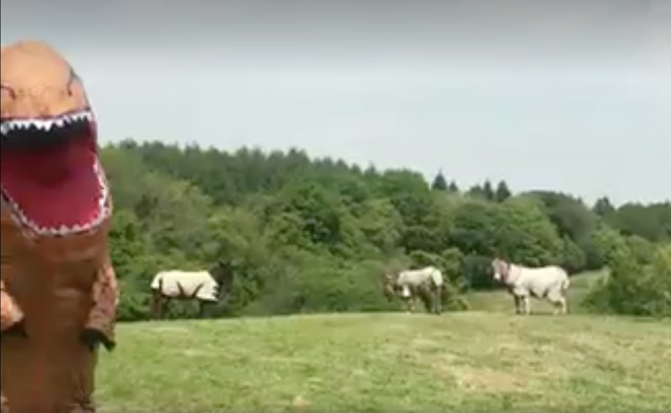 Rowan Sorrell rounding up donkeys