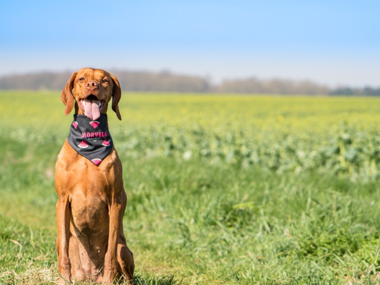 Video: Ruby The Trail Dog