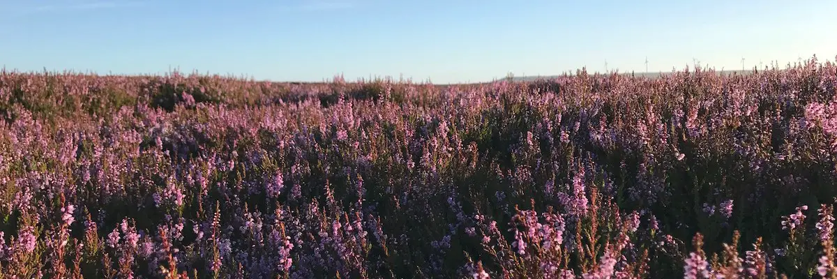 heather sunrise blue skies