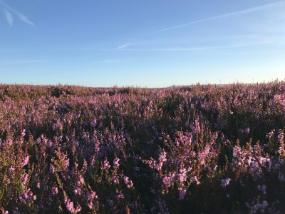 heather sunrise blue skies