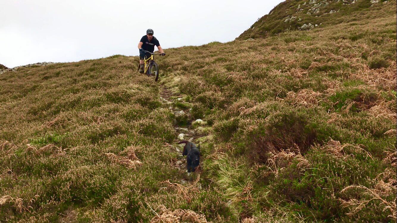 ross monday morning debrief dog