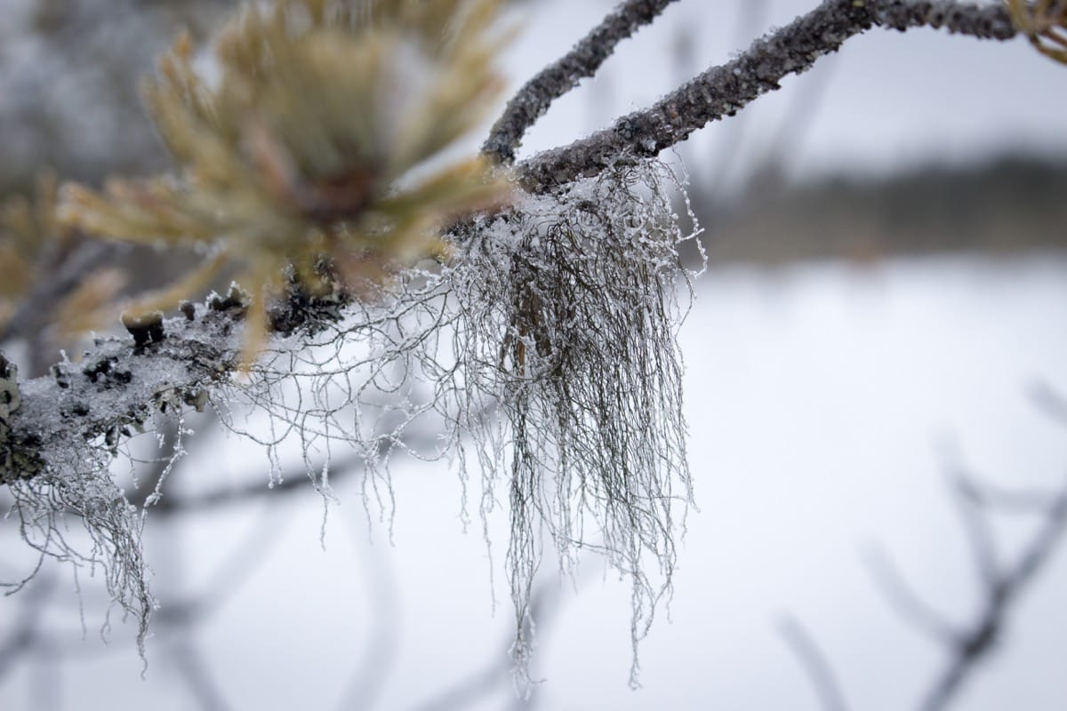 Hannah Finland Ice Snow