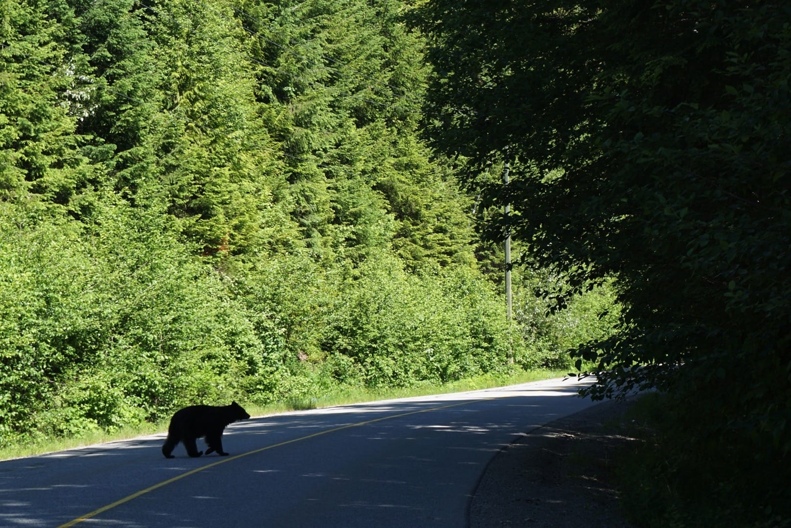 whistler for mortals