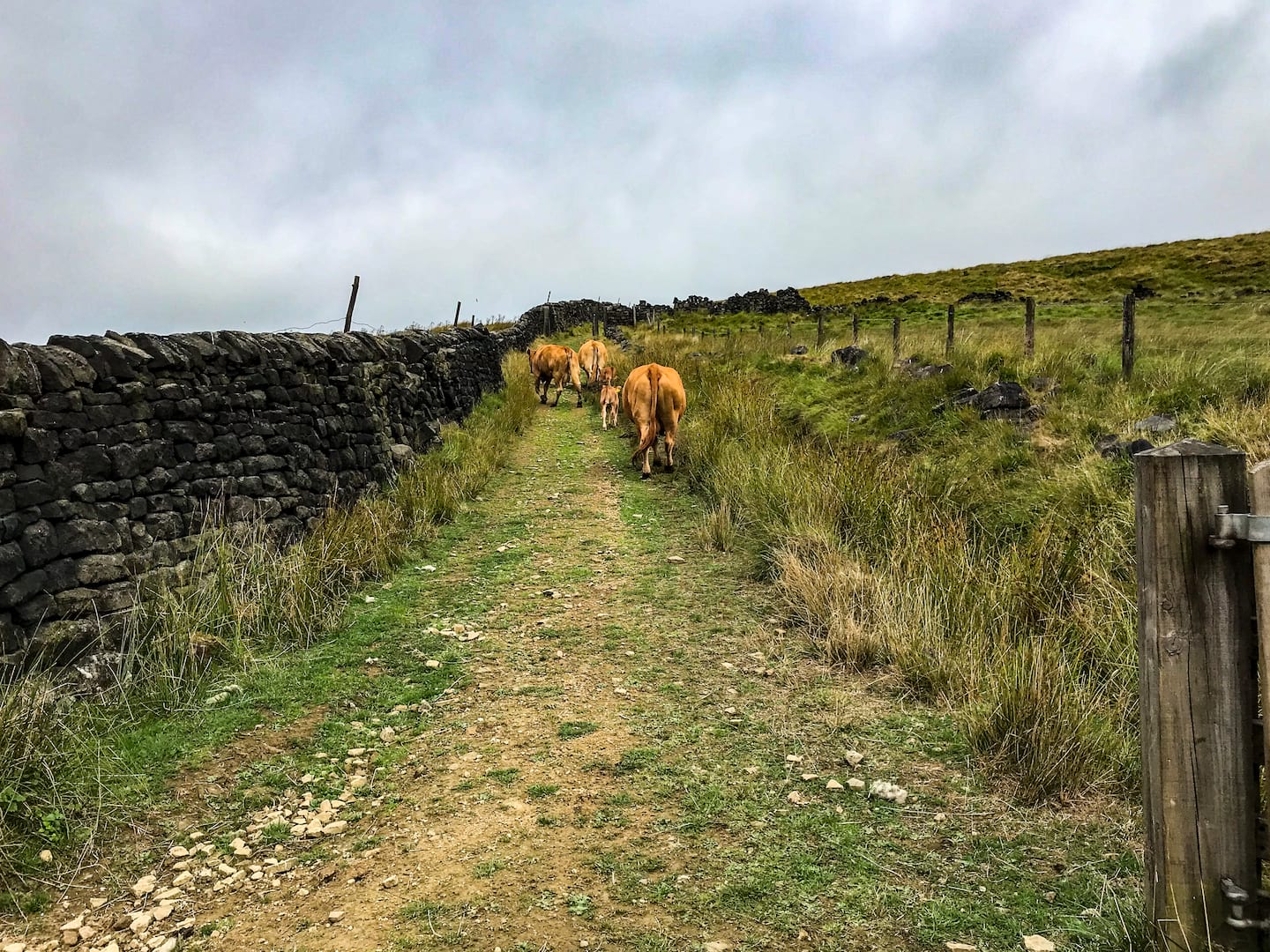 Commute Calderdale Cows