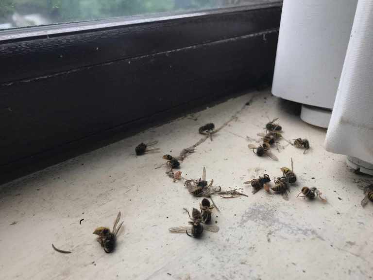 Fresh Goods Friday 461 | Tangerine Dream & The Wasp Factory