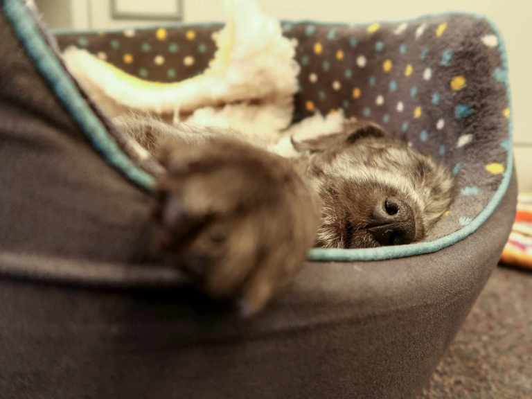 A bike, a puppy, a donut conversion kit | Fresh Goods Friday 476