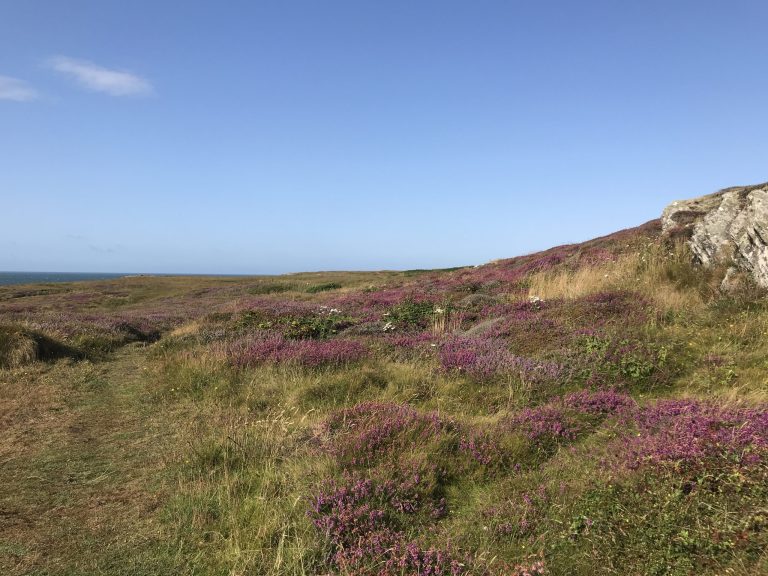 Diversion Diary | Fantasy Futures and Lockdown Dreams