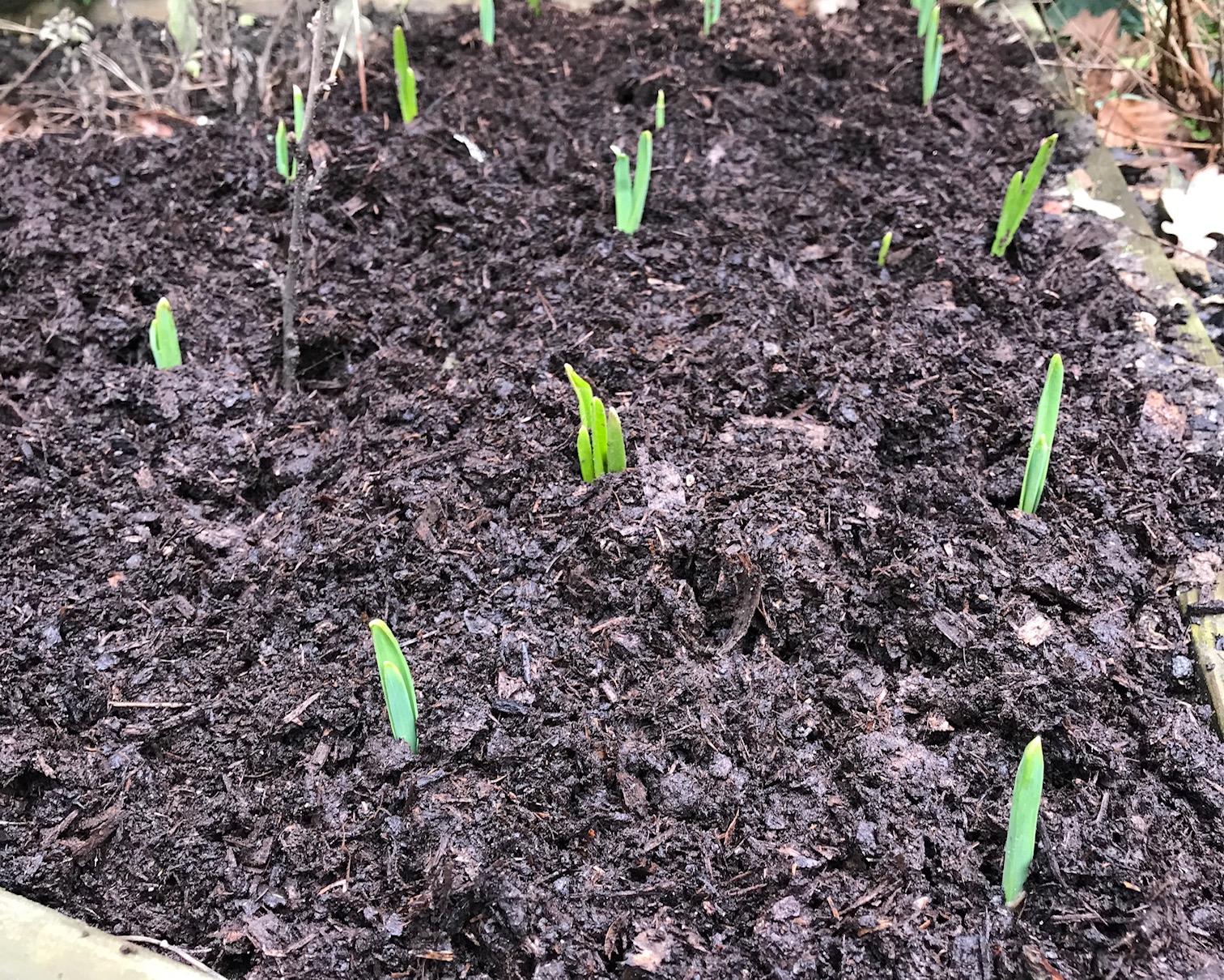 Diversion Diary | Green Shoots and Hopeful Hippies