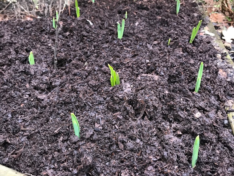 Diversion Diary | Green Shoots and Hopeful Hippies