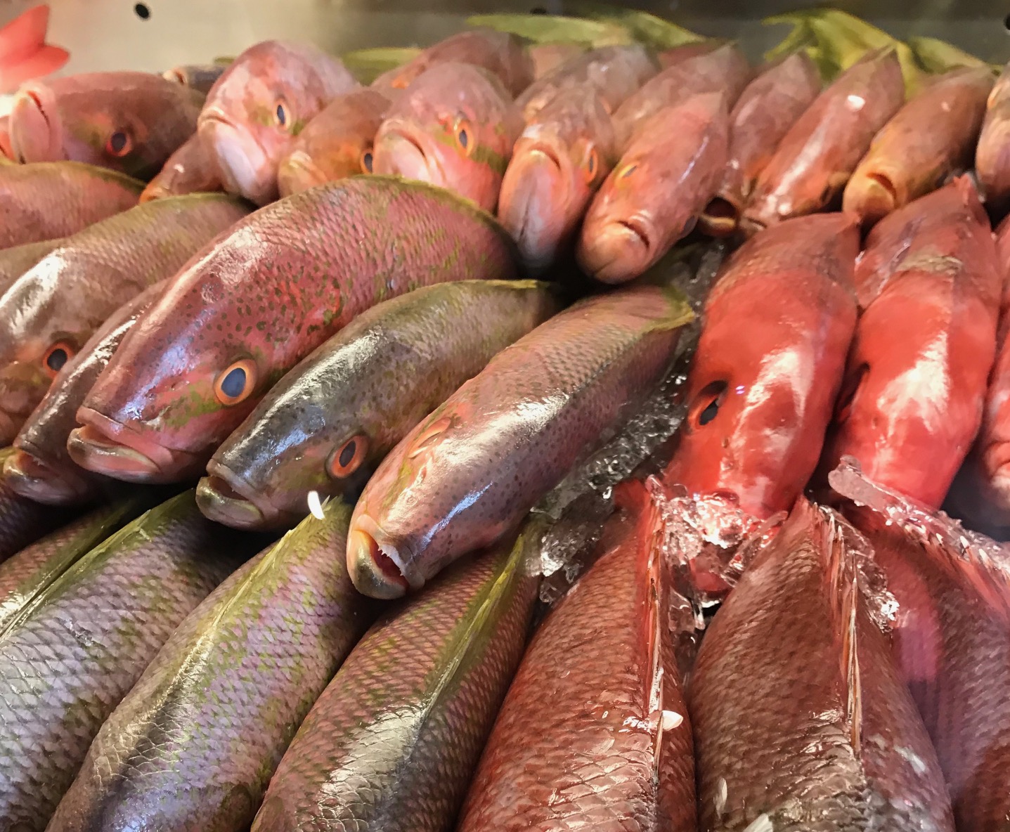 Diversion Diary | Up Fish Creek Without A Saddle