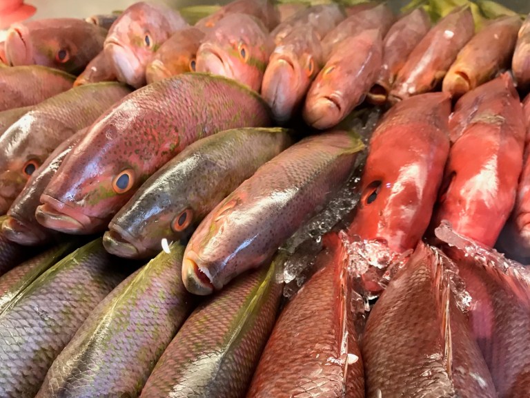 Diversion Diary | Up Fish Creek Without A Saddle