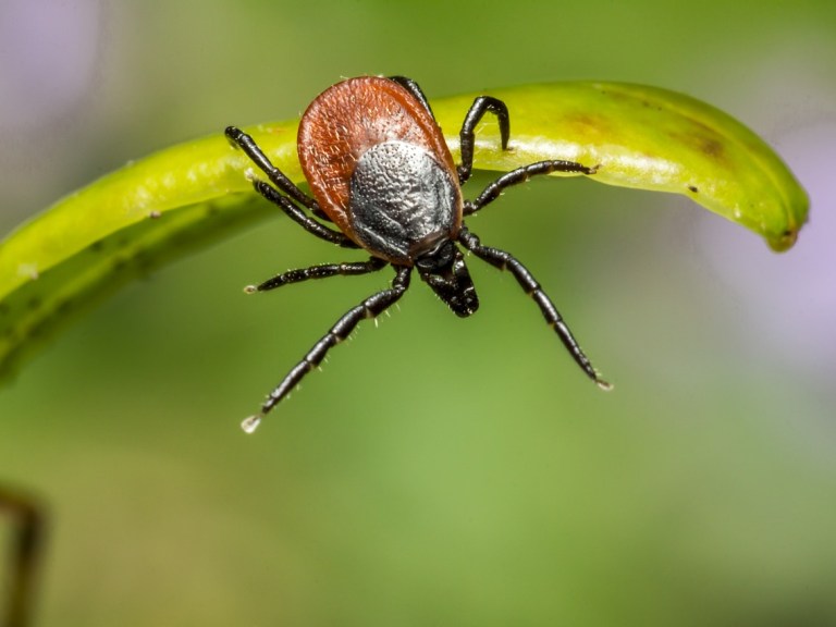 Ticks and Lyme Disease: Advice for Mountain Bikers