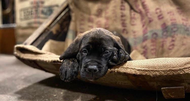 puppy at brewery