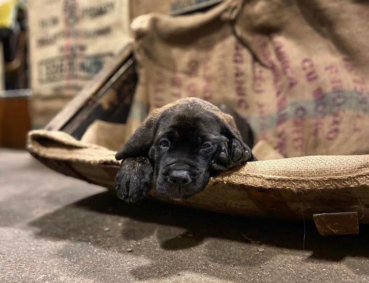 Charlie’s Business Trip To A Brewery