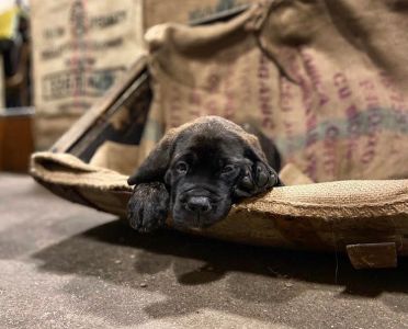 puppy at brewery