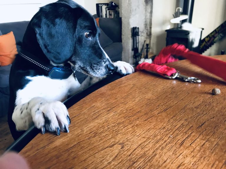 FGF 525: Dizzy with excitement, or just befuddled?