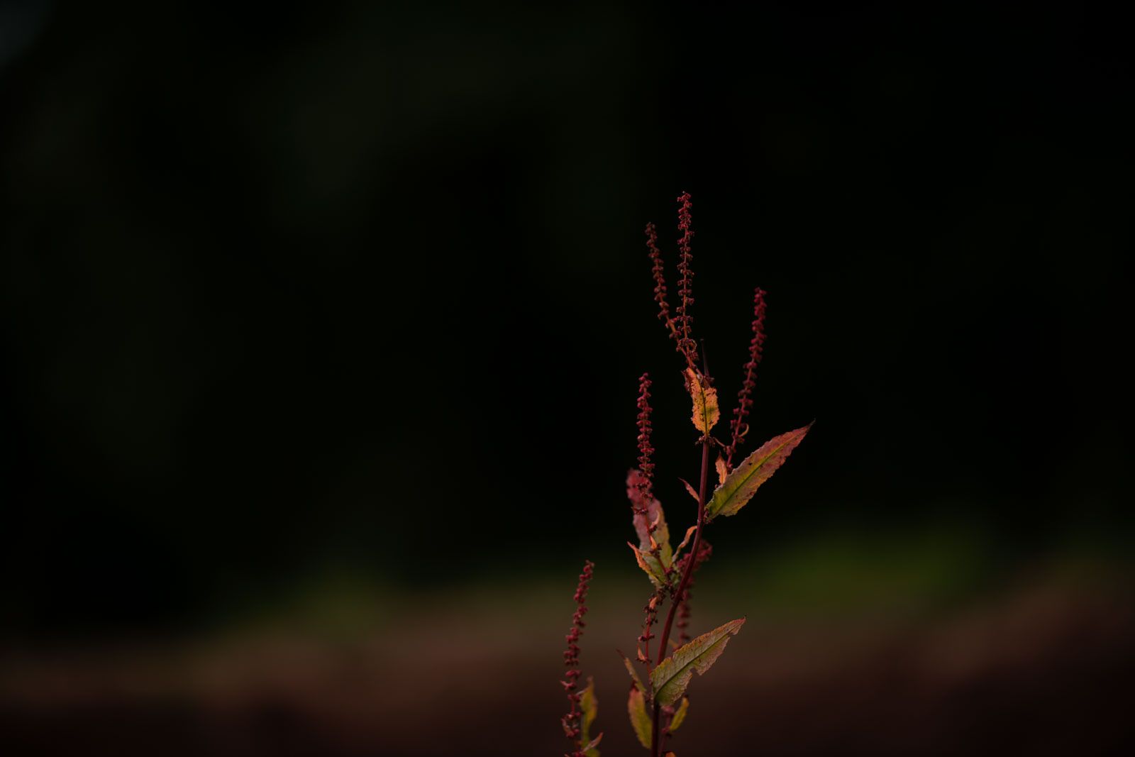 Roo Fowler Dog's Life Brendan Fairclough