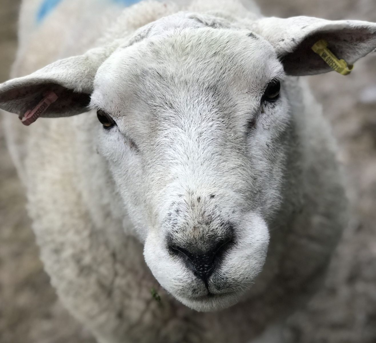 All The Warm Fuzzies from Focus