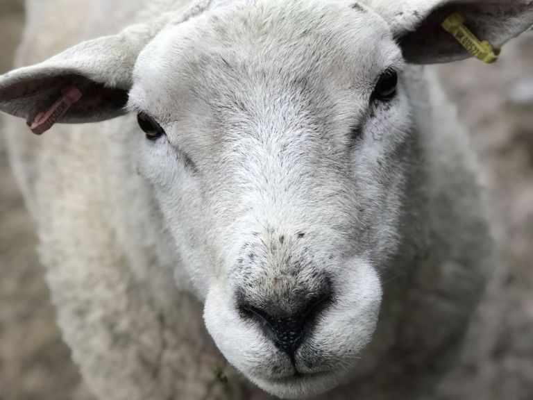 All The Warm Fuzzies from Focus