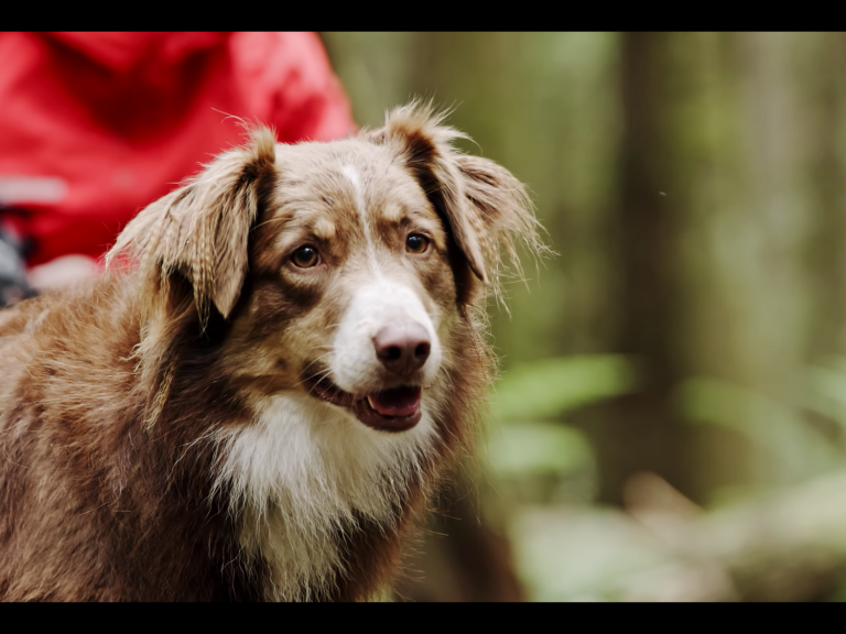 Video: A Dog’s Tale by Shimano